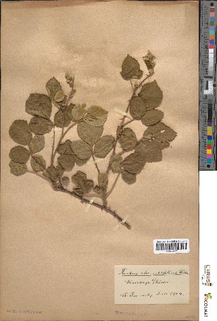 spécimen de Rubus rhombifolius