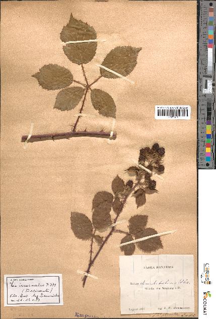 spécimen de Rubus rhombifolius