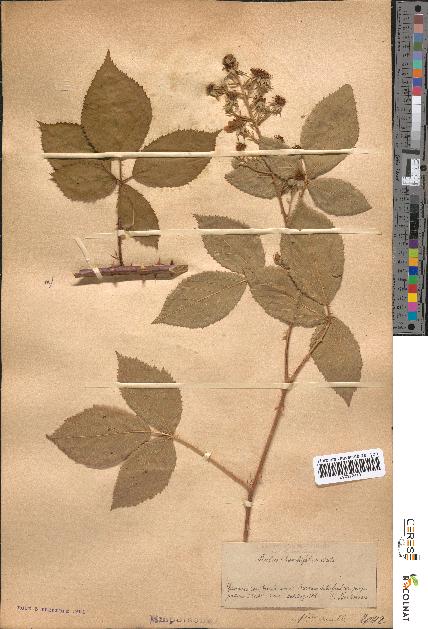 spécimen de Rubus rhombifolius