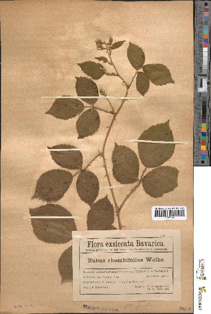 spécimen de Rubus rhombifolius