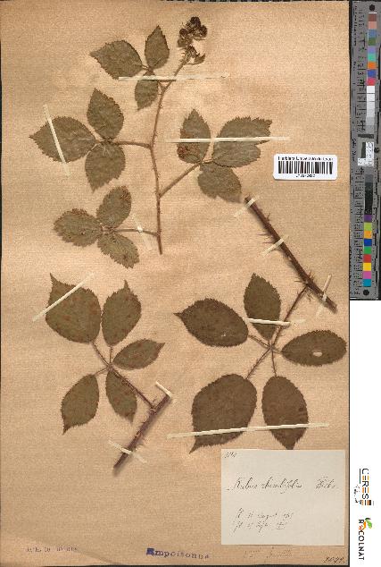 spécimen de Rubus rhombifolius