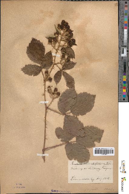 spécimen de Rubus rhombifolius