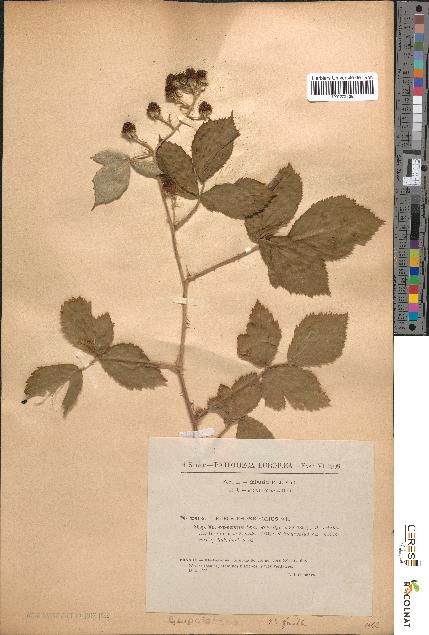 spécimen de Rubus rhombifolius