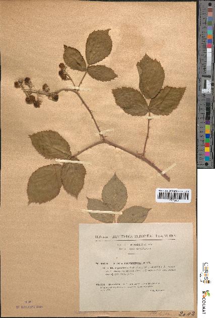 spécimen de Rubus rhombifolius