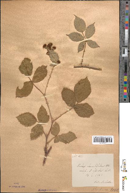 spécimen de Rubus rhombifolius