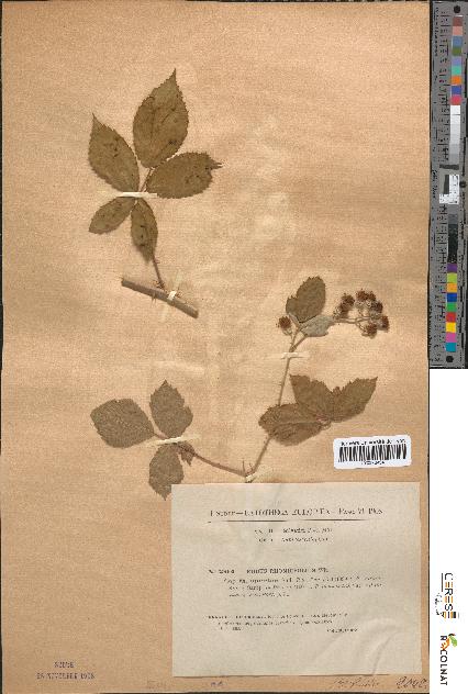 spécimen de Rubus rhombifolius