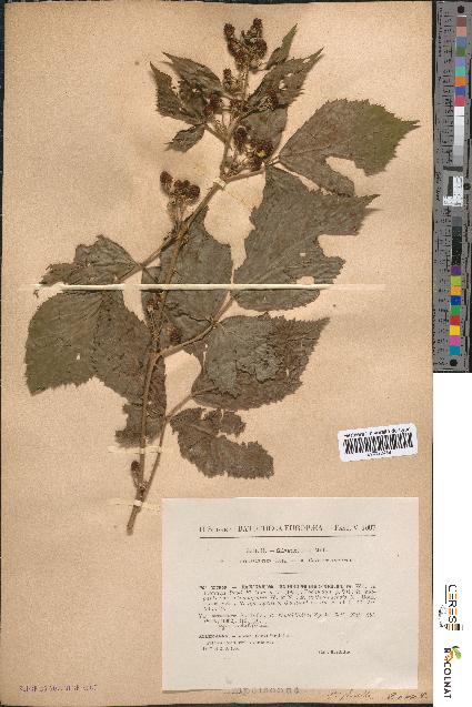 spécimen de Rubus rhombifolius