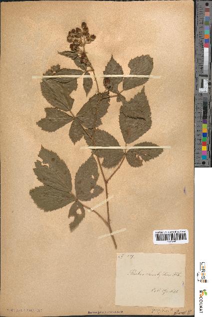 spécimen de Rubus rhombifolius