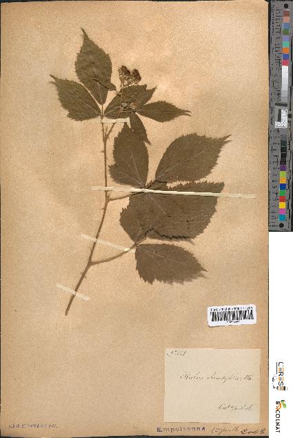 spécimen de Rubus rhombifolius