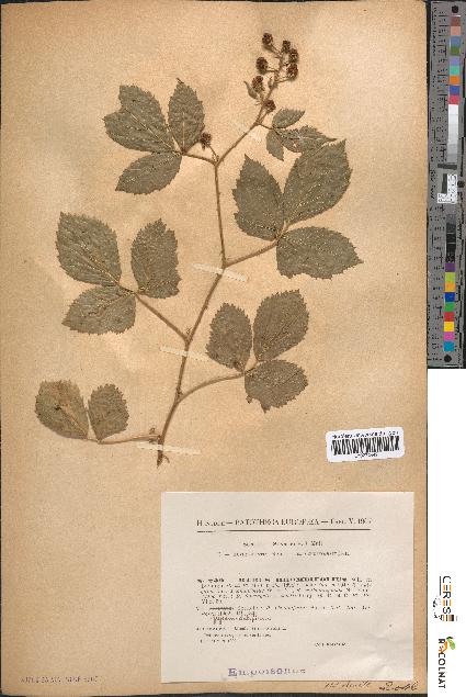 spécimen de Rubus rhombifolius