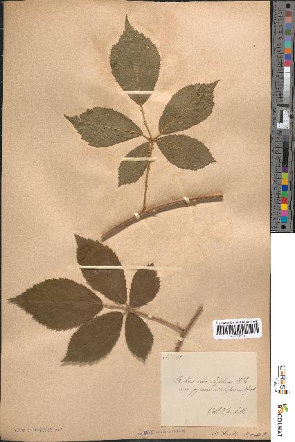 spécimen de Rubus rhombifolius