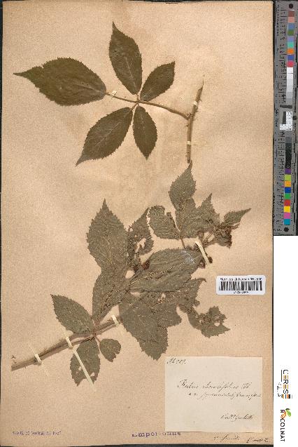 spécimen de Rubus rhombifolius