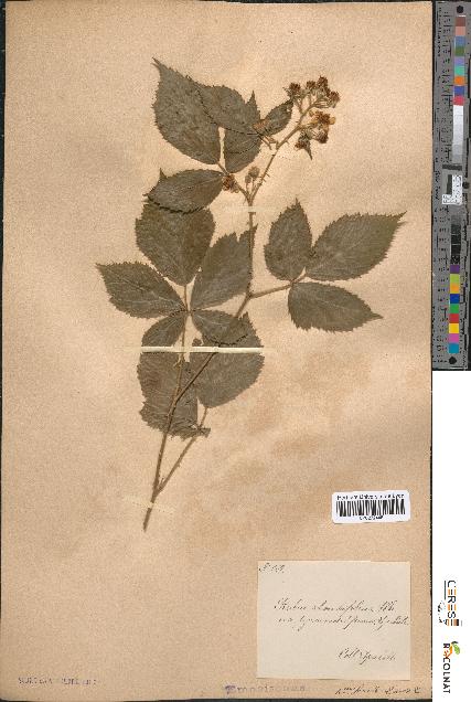 spécimen de Rubus rhombifolius