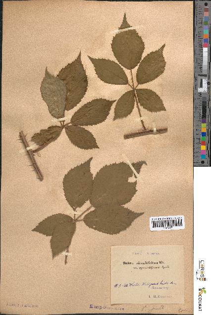 spécimen de Rubus rhombifolius