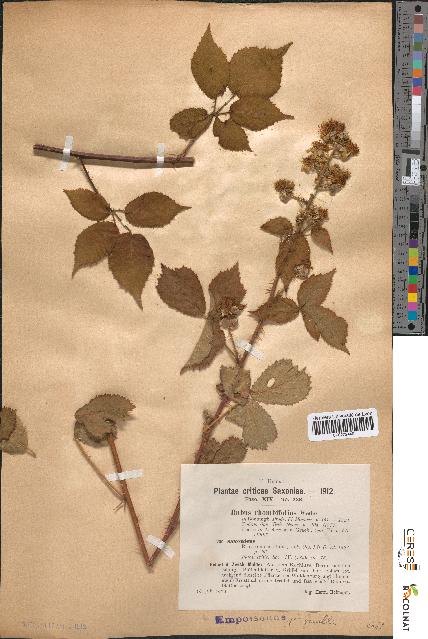 spécimen de Rubus rhombifolius