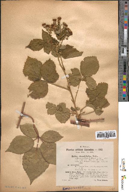 spécimen de Rubus rhombifolius