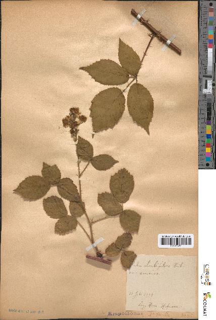 spécimen de Rubus rhombifolius