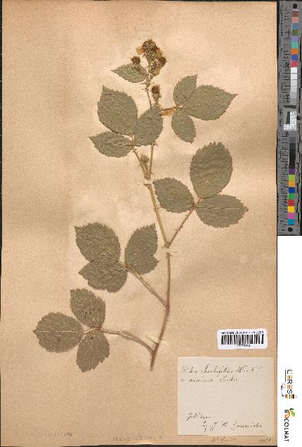 spécimen de Rubus rhombifolius