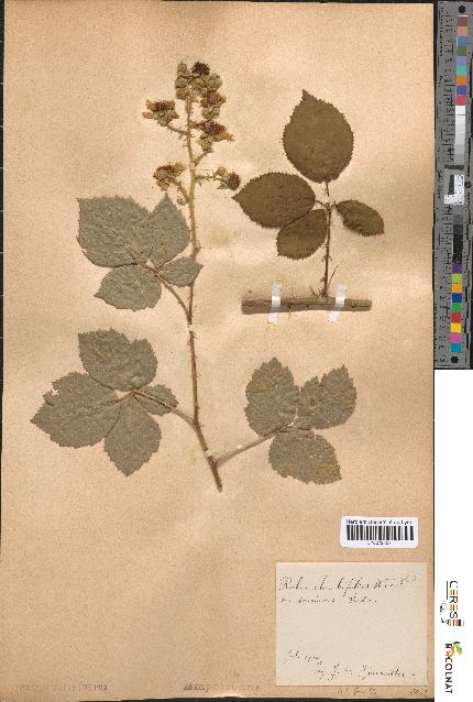 spécimen de Rubus rhombifolius