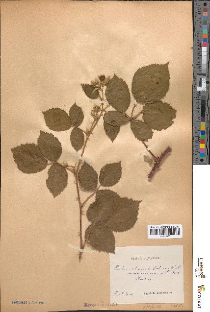 spécimen de Rubus rhombifolius