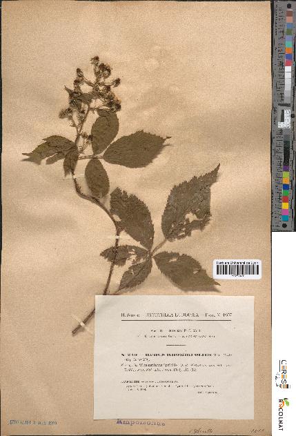 spécimen de Rubus rhombifolius