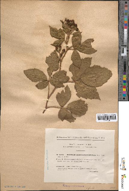 spécimen de Rubus rhombifolius