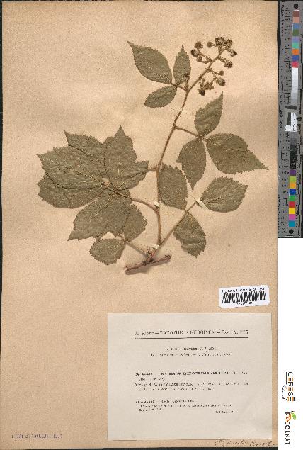 spécimen de Rubus rhombifolius