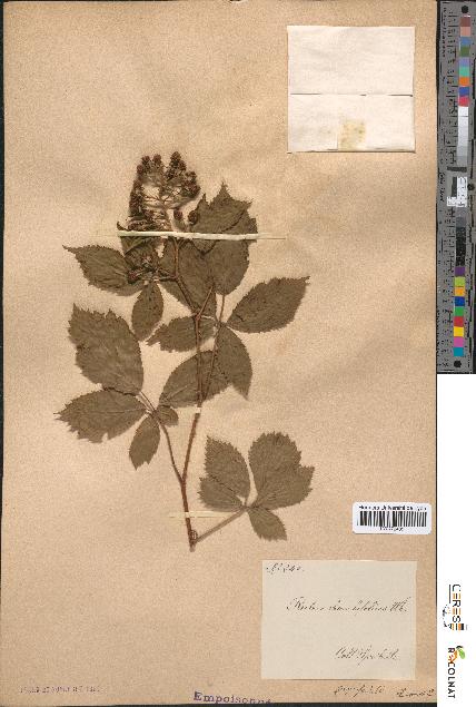 spécimen de Rubus rhombifolius