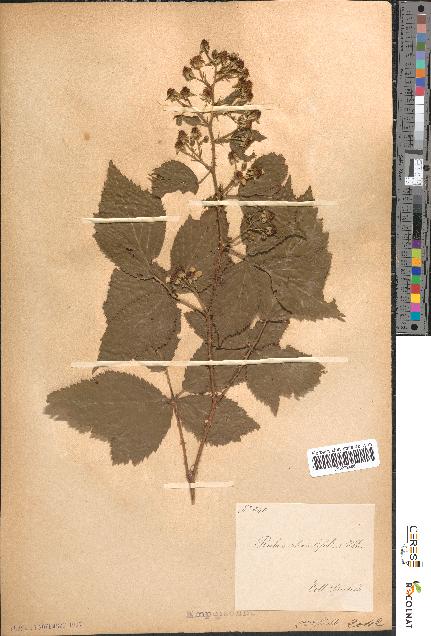 spécimen de Rubus rhombifolius