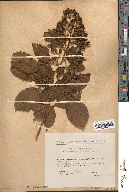 spécimen de Rubus rhombifolius