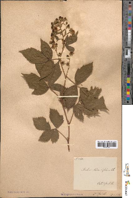 spécimen de Rubus rhombifolius