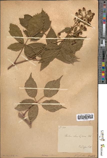 spécimen de Rubus rhombifolius