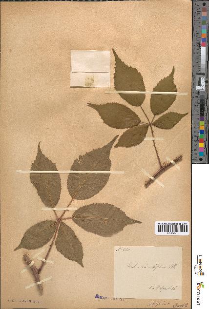 spécimen de Rubus rhombifolius