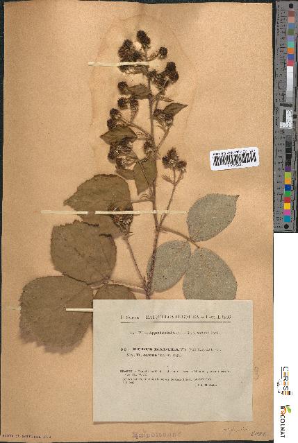 spécimen de Rubus radula