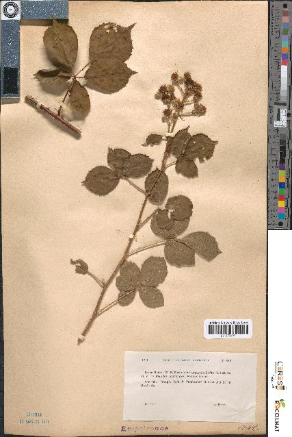 spécimen de Rubus radula