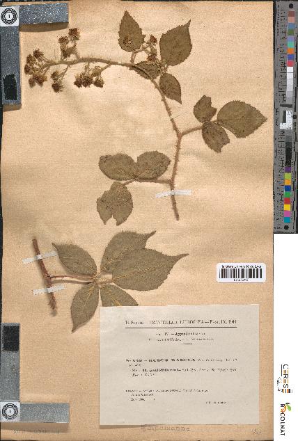 spécimen de Rubus radula