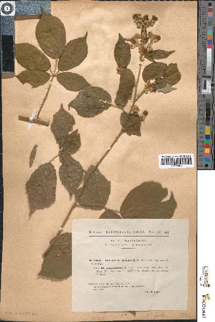 spécimen de Rubus radula