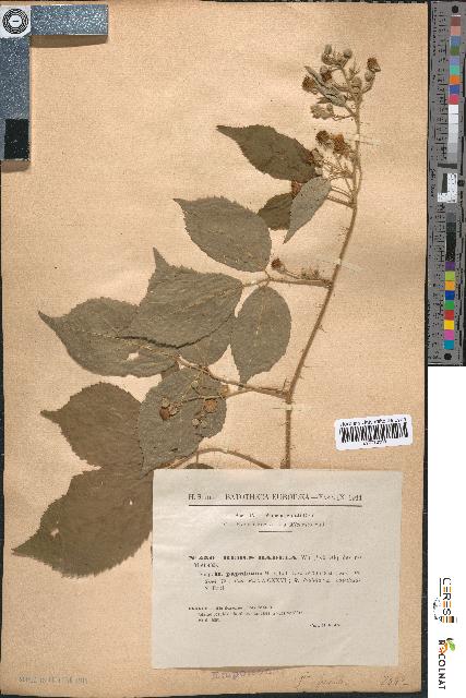 spécimen de Rubus radula