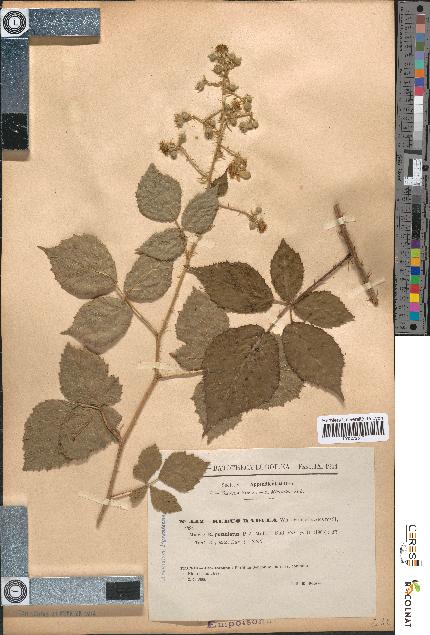 spécimen de Rubus radula