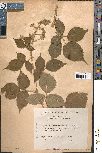 spécimen de Rubus radula