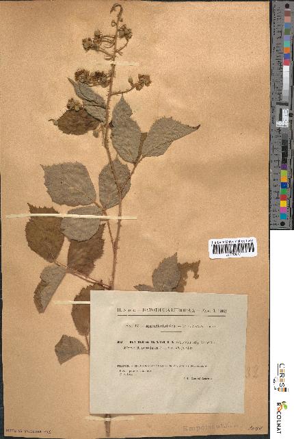 spécimen de Rubus radula