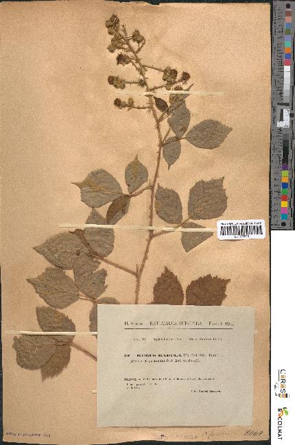 spécimen de Rubus radula