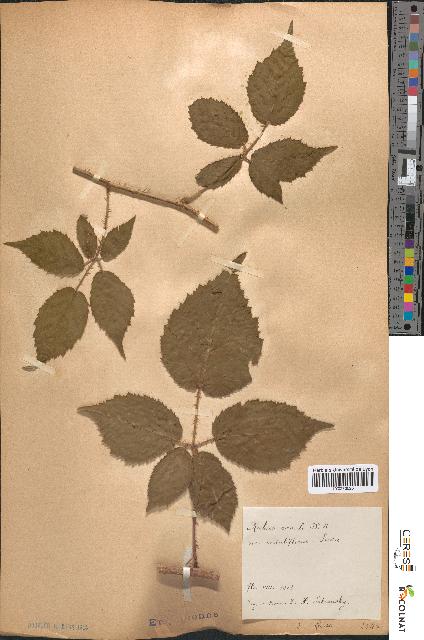 spécimen de Rubus radula