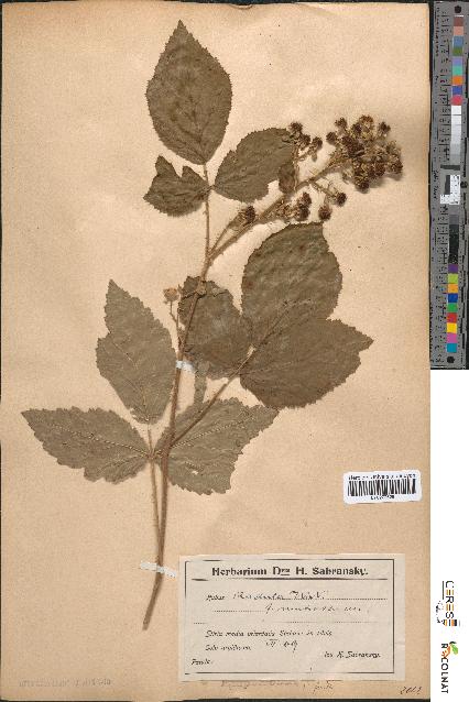 spécimen de Rubus radula