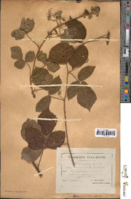 spécimen de Rubus radula