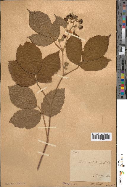 spécimen de Rubus schlechtendalii