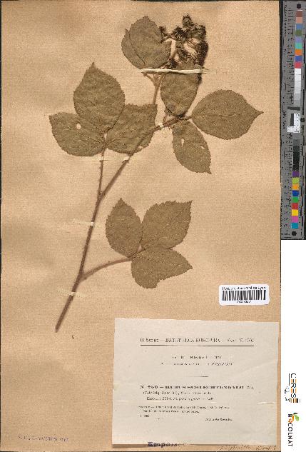 spécimen de Rubus schlechtendalii