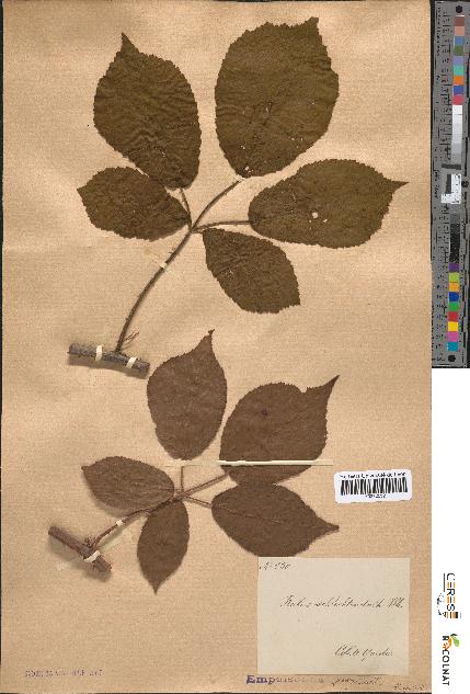 spécimen de Rubus schlechtendalii