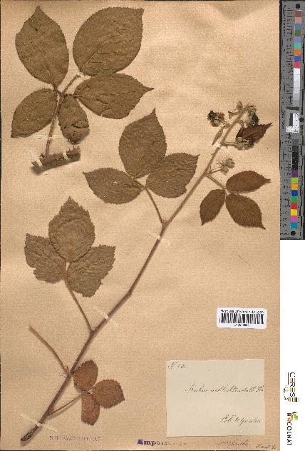 spécimen de Rubus schlechtendalii