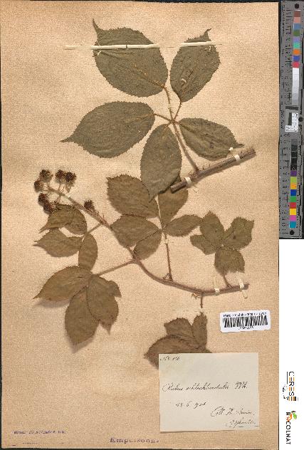 spécimen de Rubus schlechtendalii